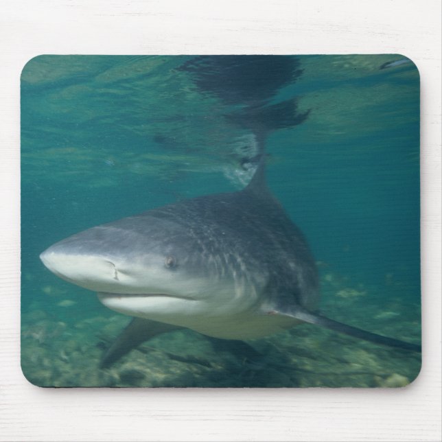 Bull Shark - Carcharhinus leucas Mouse Mat (Front)