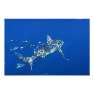 Bull Shark Photograph Poster