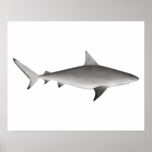 Bull Shark Poster