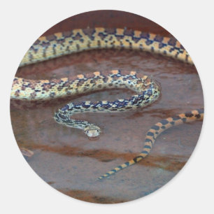 Bull Snake Classic Round Sticker