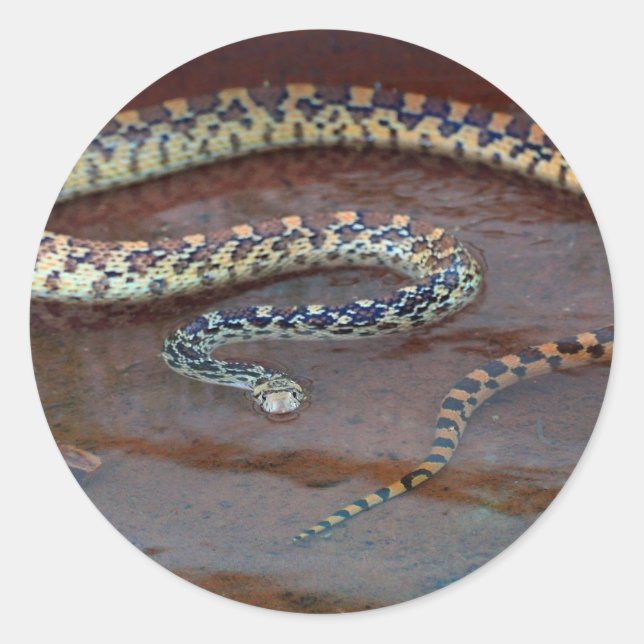 Bull Snake Classic Round Sticker (Front)