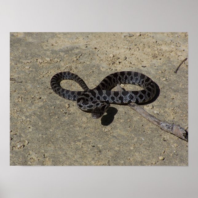 Bull snake face off with camera poster (Front)