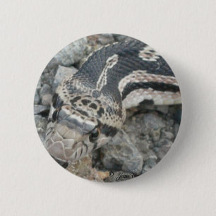 Bull snake (Pituophis catenifer sayi) 6 Cm Round Badge