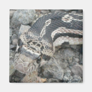 Bull snake (Pituophis catenifer sayi) Magnet