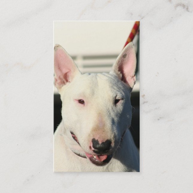 Bull Terrier Business cards (Front)