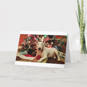 bull terrier christmas holiday card