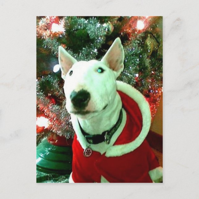 bull terrier christmas holiday postcard (Front)