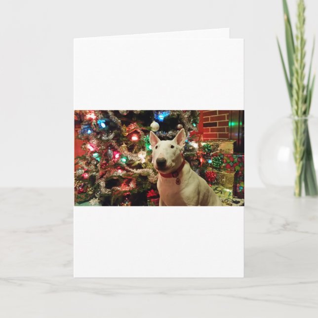 bull terrier Christmas present tree Holiday Card (Front)