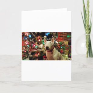 bull terrier Christmas present tree Holiday Card