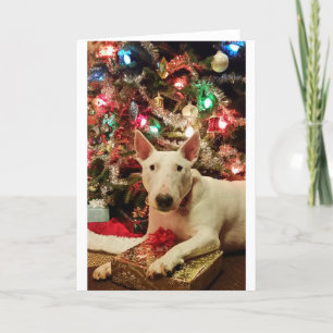 bull terrier christmas present tree holiday card