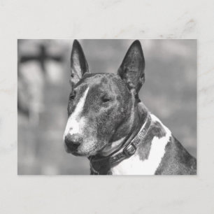 Bull Terrier Dog Postcard