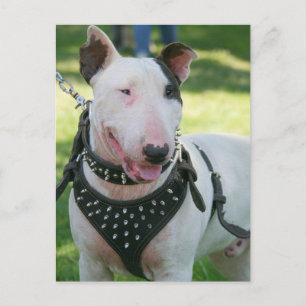 Bull Terrier Postcard