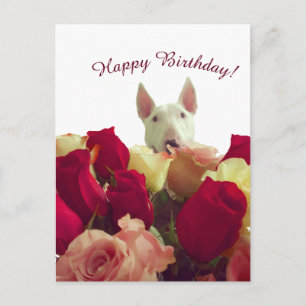 Bull terrier with roses - Happy Birthday! Postcard