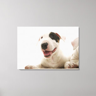 Bull Terriers Canvas Print