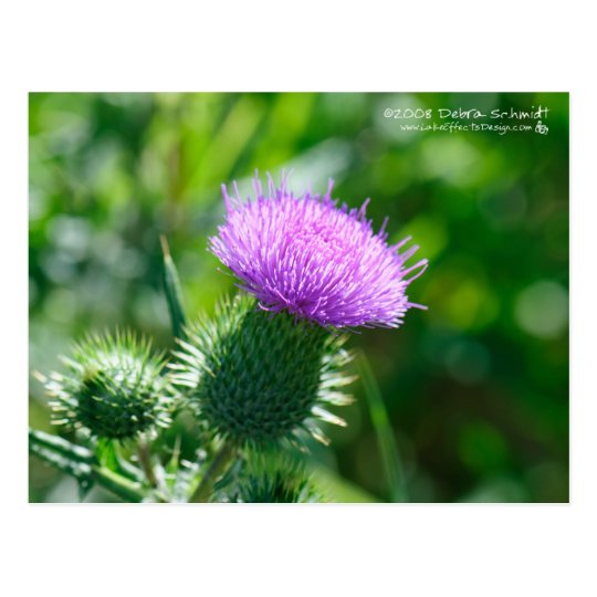 Bull Thistle Postcard