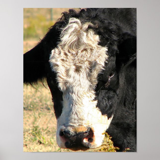 Bull Watch Poster (Front)