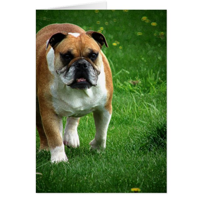 Bulldog (Front)