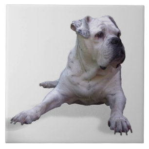 BULLDOG 2, Pet Love, Best Friend KEEPSAKE Tile