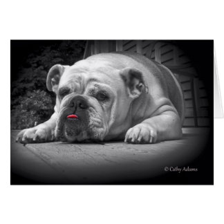 BullDog Beauty