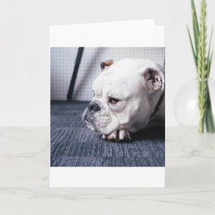 bulldog card
