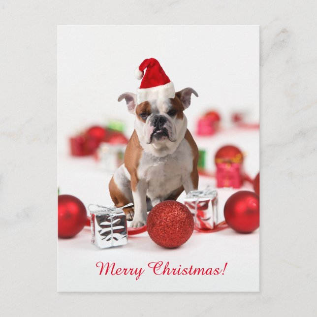 Bulldog Christmas Gift Box Ornaments Red Santa Hat Holiday Postcard (Front)
