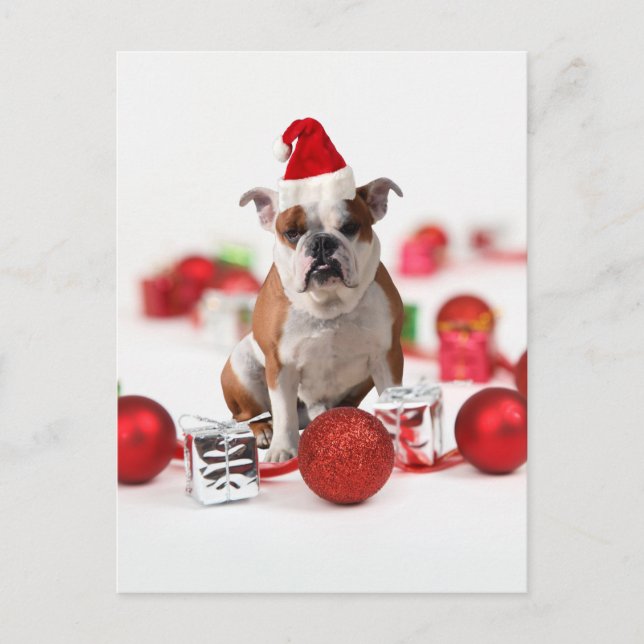 Bulldog Christmas Gift Box Ornaments Red Santa Hat Holiday Postcard (Front)