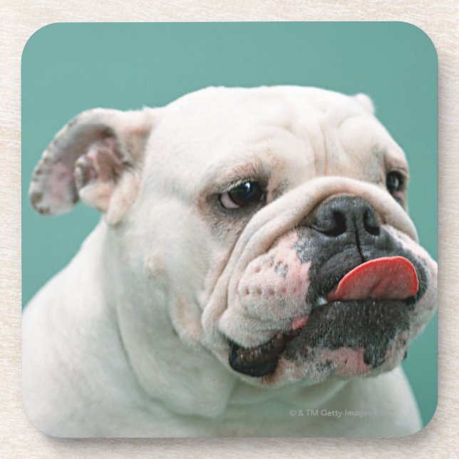 Bulldog Coaster (Front)