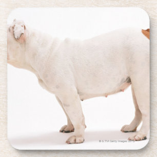 Bulldog Coaster