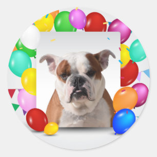 Bulldog Dog with colourful Balloons Birthday Theme Classic Round Sticker