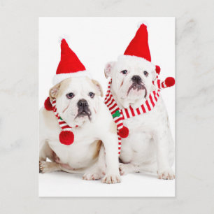 Bulldog Elves Postcard