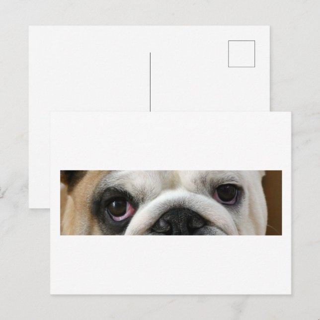 Bulldog Eyes Postcard (Front/Back)