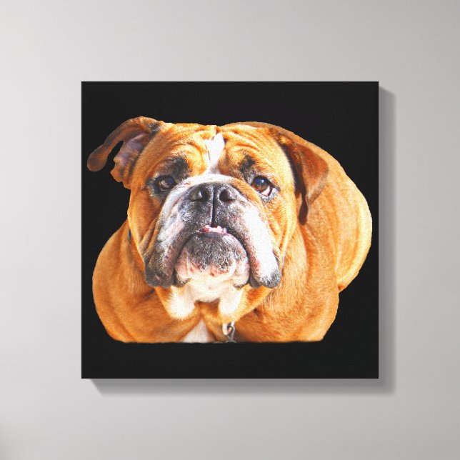 Bulldog Face - English Bulldog, Brown Canvas Print (Front)