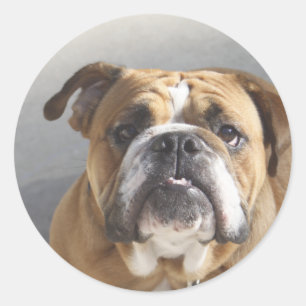 Bulldog Face - English Bulldog, Brown Classic Round Sticker