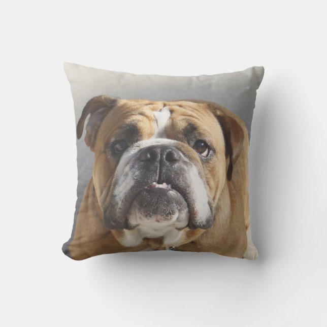 Bulldog Face - English Bulldog, Brown Cushion (Front)