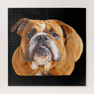 Bulldog Face - English Bulldog, Brown Jigsaw Puzzle