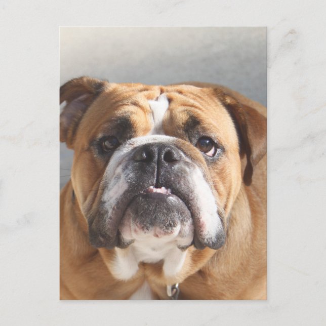 Bulldog Face - English Bulldog, Brown Postcard (Front)