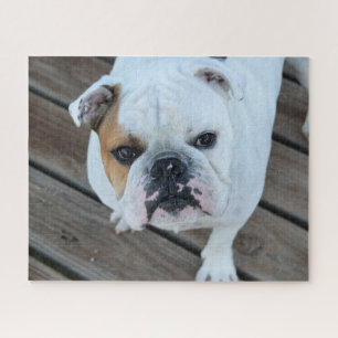 Bulldog face jigsaw puzzle