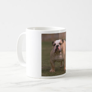 bulldog fawn and white full coffee mug