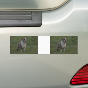 Bulldog Fawn Brindle and White Standing In Grass Bumper Sticker