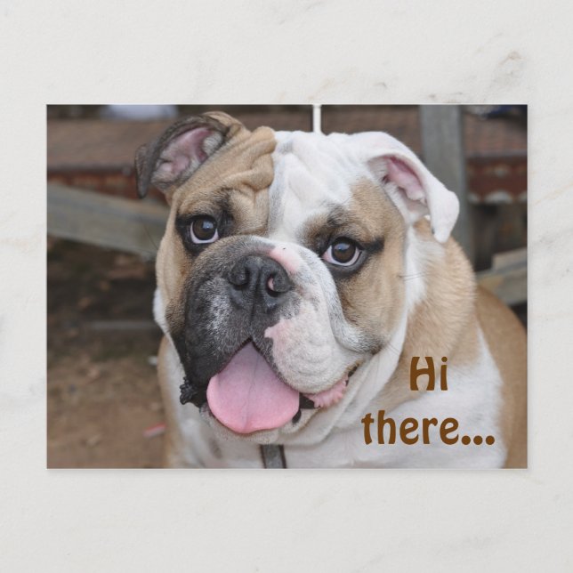 Bulldog "Hi there" Postcard (Front)