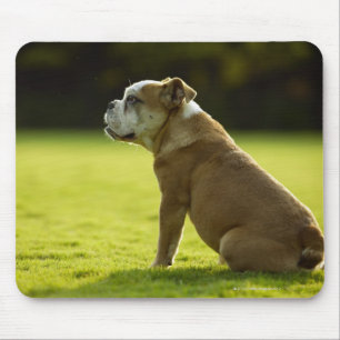Bulldog in field mouse mat