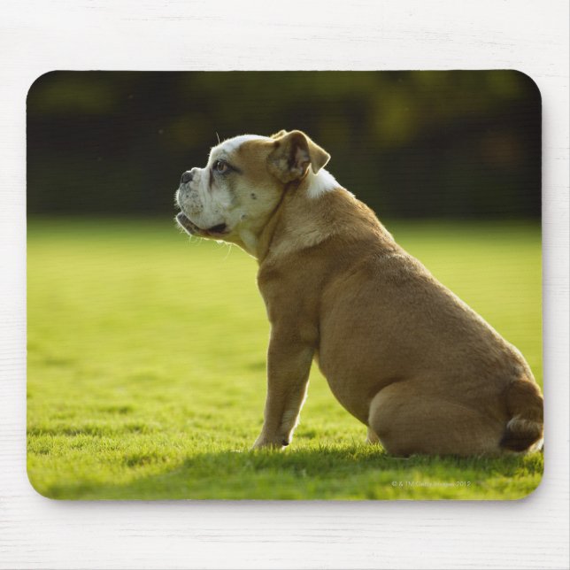 Bulldog in field mouse mat (Front)
