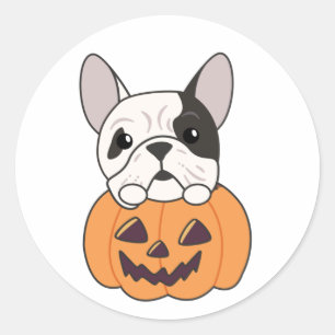 Bulldog In Pumpkin Cute Dogs Happy Halloween Class Classic Round Sticker