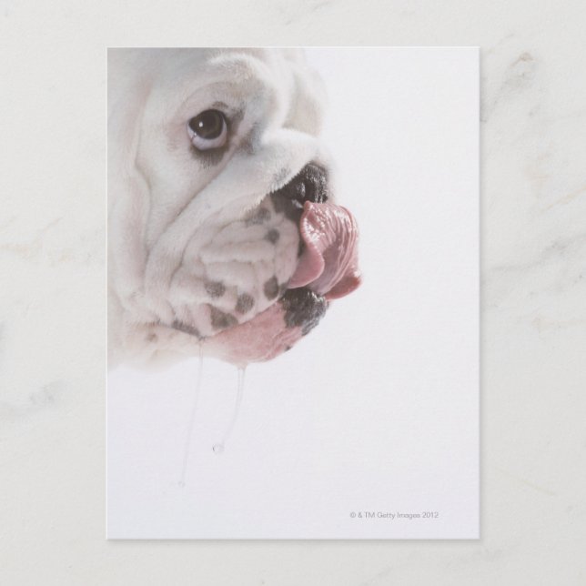 Bulldog Licking Postcard (Front)