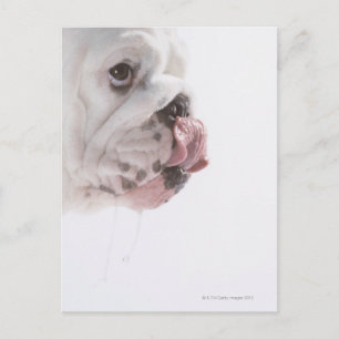 Bulldog Licking Postcard