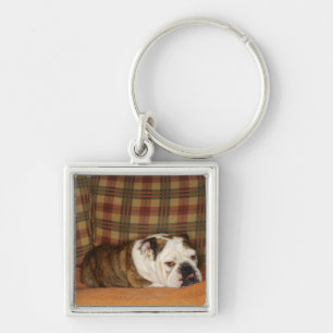 bulldog lying on a sofa key ring