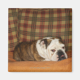 bulldog lying on a sofa magnet