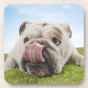 Bulldog Lying on Grass Licking Lips Coaster