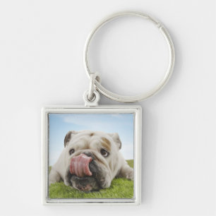 Bulldog Lying on Grass Licking Lips Key Ring