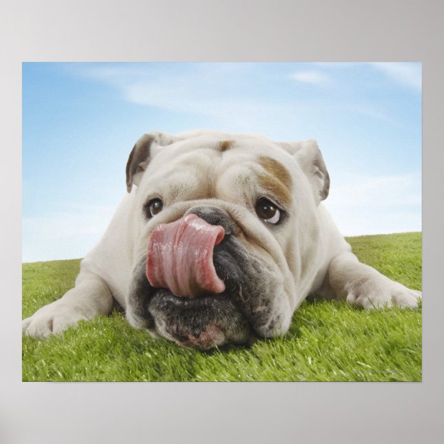 Bulldog Lying on Grass Licking Lips Poster (Front)